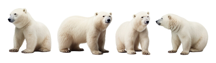 Set of Polar bear multi pose, isolated on transparent or white background