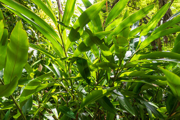 Flower Forest Botanical Garden, Barbados: thick and lush tropical vegetation walking inside the forest.