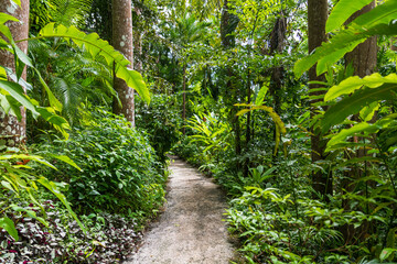 Flower Forest Botanical Garden, Barbados: thick and lush tropical vegetation walking inside the...