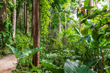 Flower Forest Botanical Garden, Barbados: thick and lush tropical vegetation walking inside the...