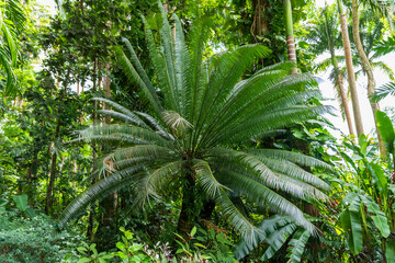 Fototapeta premium Flower Forest Botanical Garden, Barbados: view of a big sago palm.