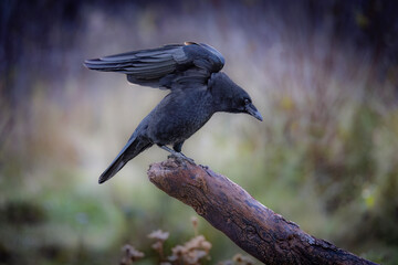 American Crow perched on a branch on a cold autumn day in Ottawa, Canada