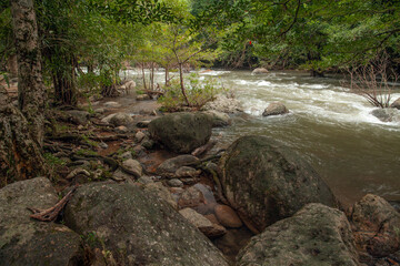 A stream flows through many trees in the forest.
