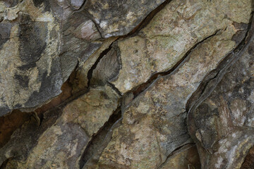 Close-up photo of tree bark
