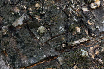Close-up photo of tree bark.
