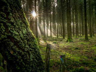 The beautiful forest of Bastogne