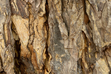 Close-up photo of tree bark.