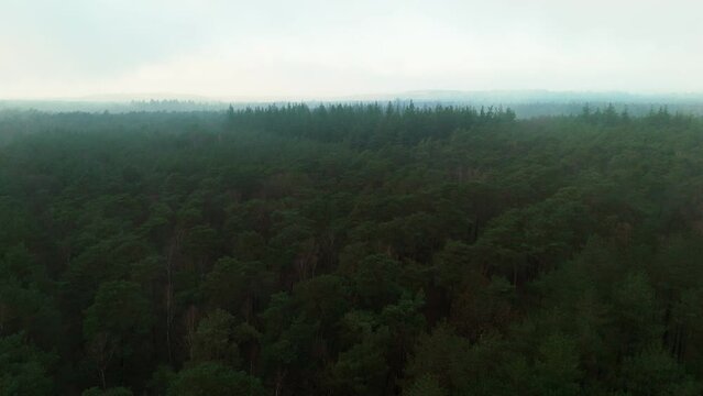 Misty forest Aerial near Baarn, the Netherlands