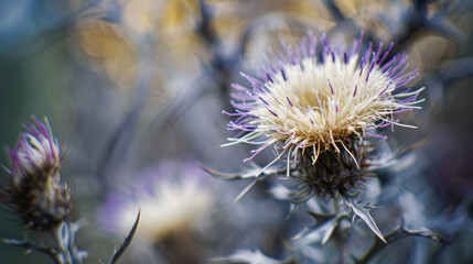 Chardon de Carline en vue macro avec fort bokeh &agrave; l'arri&egrave;re plan