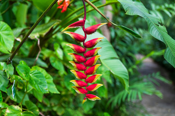 Flower Forest Botanical Garden, Barbados: tropical flowers in the lush vegetation inside the forest.