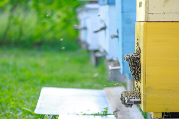 Bees at old hive entrance. Bees returning from honey collection to yellow hive. Bees at entrance....