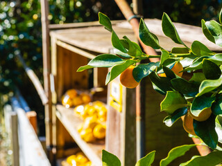 無人販売所と金柑の実