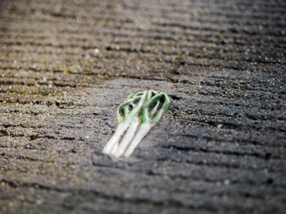 地面に埋まる陶器のネギ