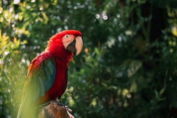 Portrait of a red macaw parrot perched on a branch with blurry background
