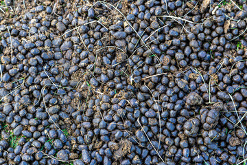 A full frame photograph of sheep droppings in the countryside