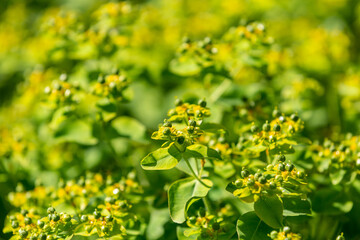 Euphorbia growing in the June sunshine, with a shallow depth of field