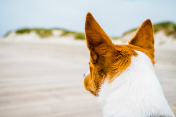 Jack Russell playing on the beach