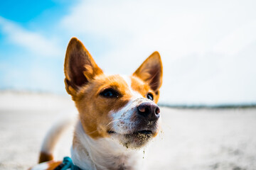 Jack Russell playing on the beach