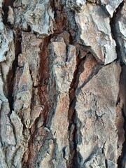 The outer covering of the fruit of the mahogany tree