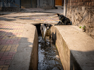 dog in the street in India, Dal Lake -  Jammu and Kashmir