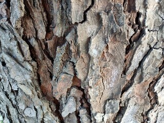 The outer covering of the fruit of the mahogany tree