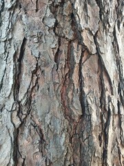 The outer covering of the fruit of the mahogany tree