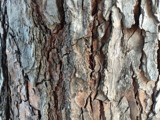 The outer covering of the fruit of the mahogany tree