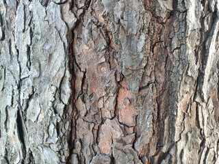 The outer covering of the fruit of the mahogany tree