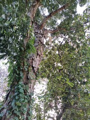 In botany, a tree is a perennial plant with an elongated stem, or trunk, usually supporting branches and leaves. 