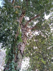 In botany, a tree is a perennial plant with an elongated stem, or trunk, usually supporting branches and leaves. 