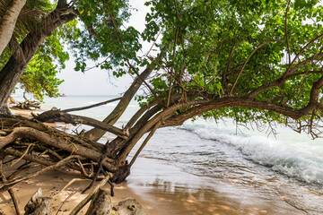 Tropical vegetation by the sea in Paynes Bay Beach (Barbados).