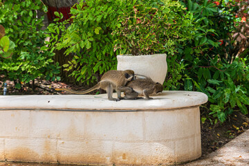 Little Green Monkey (Chlorocebus) next to Paynes Bay beach (Barbados).