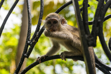 Barbados, Wildlife Reserve: portrait of a baby green monkey in the tropical garden.	