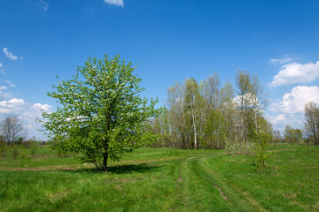 Spring landscape with green grass and trees. Breaking grass in spring under the blue sky, grass texture. Beautiful morning light of rural nature with blooming pear fruit tree.