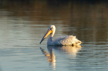 White pelican floating in the water