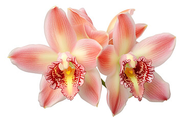 Fototapeta na wymiar Top side closeup macro view of A collection two, three cymbidium flowers isolated on a white background PNG