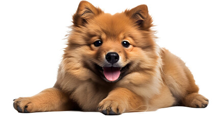 Fluffy Puppy Image, Transparent Canine, PNG Format, No Background, Isolated Adorable Dog, Cute Pet
