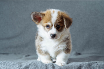 Close-up portrait of charming Welsh corgi puppy on gray background. Breeding and feeding purebred puppies. Dog food.