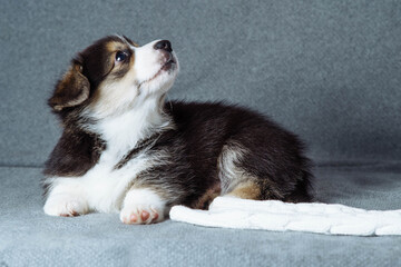 Breeding and feeding purebred puppies. Charming baby Welsh corgi puppy lies on its side on soft gray blanket. Pets.