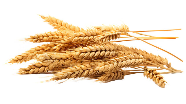 Wheat Crop Placed on Transparent Background 