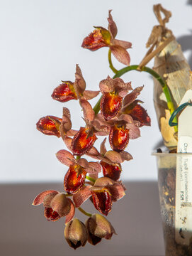 Beautiful orchid flower. Catasetum tupa variety. Branch peduncle with buds. A rare species of spotted orchid. Brown red flowering plant. Floriculture at home Bud multicolor on white background closeup