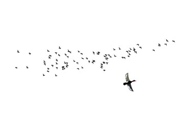 Flying ducks. Vector images. White background. 