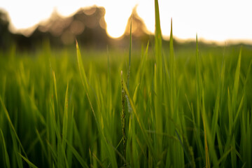 Sunset rice green field background.