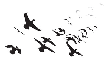 Flying ducks. Vector images. White background. 