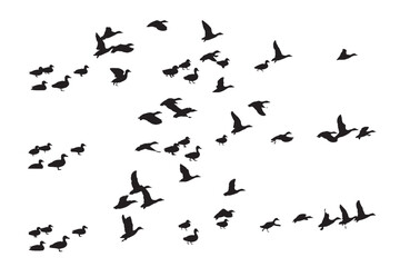 Flying ducks. Vector images. White background. 
