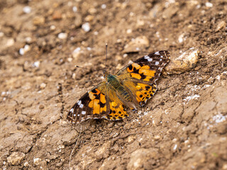 Fototapeta na wymiar Painted Lady Butterfly Resting on the Ground