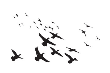 Flying ducks. Vector images. White background. 