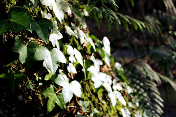 Nature ensoleill&eacute;