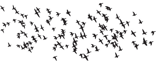 Flying ducks. Vector images. White background. 