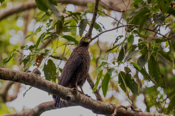Andaman serpent eagle (Spilornis elgini), also known as the Andaman dark-serpent eagle or the dark serpent eagle at South Andaman, Andaman  Nicobar UT, India